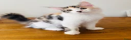 Maine Coon cats for sale: Pure bred Maine coon Kittens  - Advert 12
