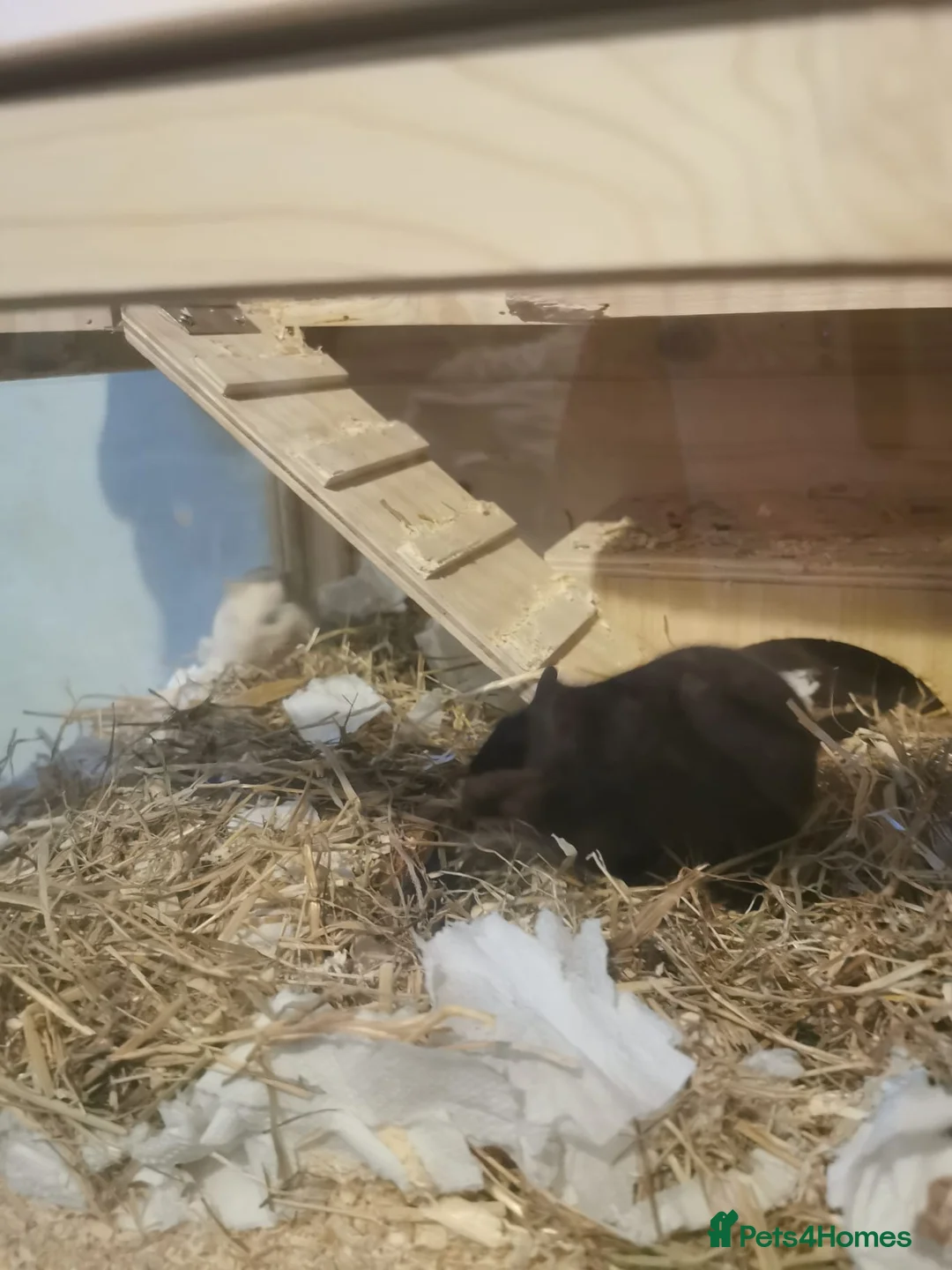 Gerbil rodents for sale: Gerbils - Advert 2