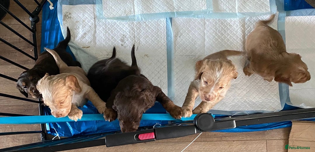 Cocker Spaniel dogs for sale: Working Cocker Spaniels - Advert 2