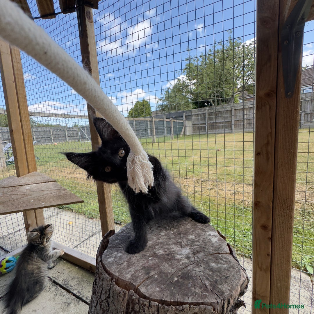 Maine Coon cats for sale: Ready Now! Conancoon GCCF Registered Maine Coon - Image 30