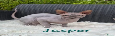 Sphynx 1