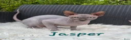 Sphynx cats for sale: Sphynx /Elf kittens Ready Now - Advert 6