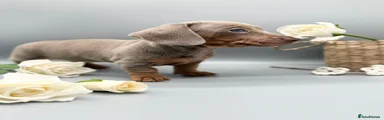 Miniature Dachshund 3