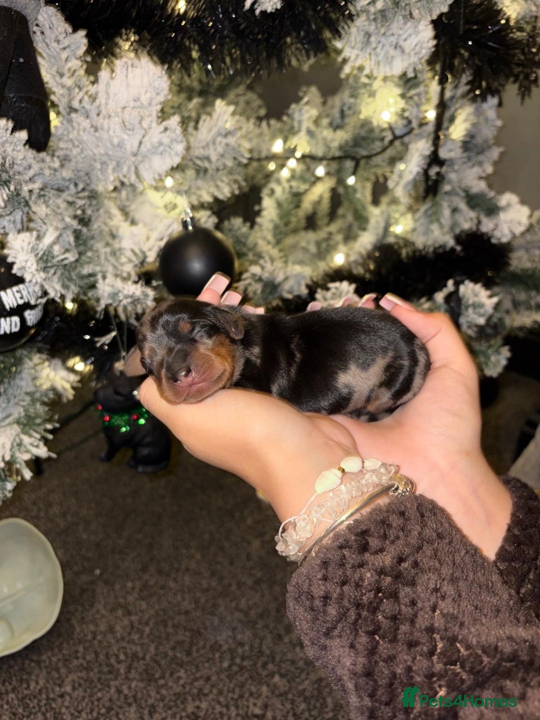 Miniature Dachshund dogs for sale: Miniature dapple daschund puppies for sale - Advert 6