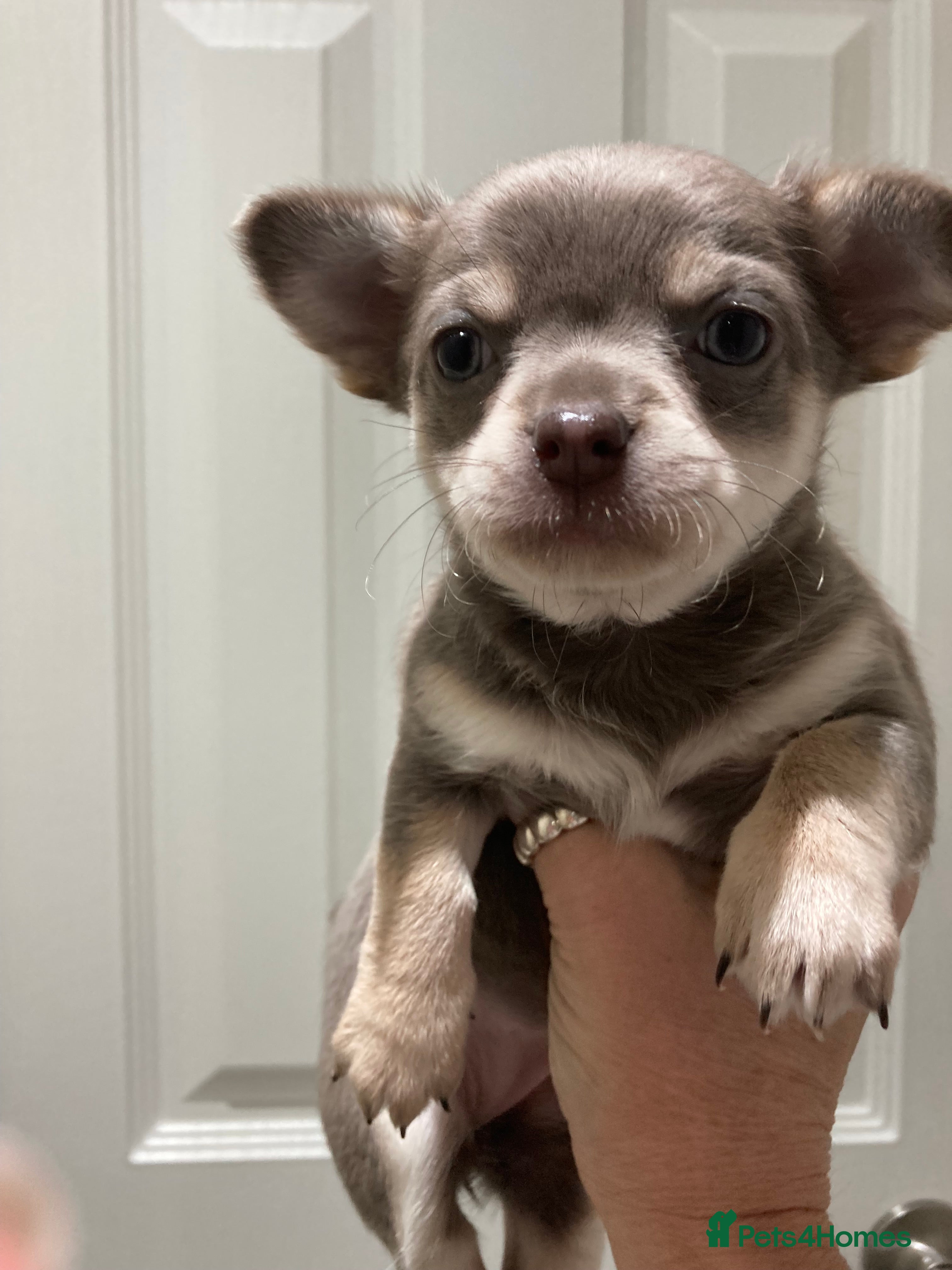 Chihuahua dogs  ** One lilac girl Chihuahua pup leave on 27th Dec - Advert 11