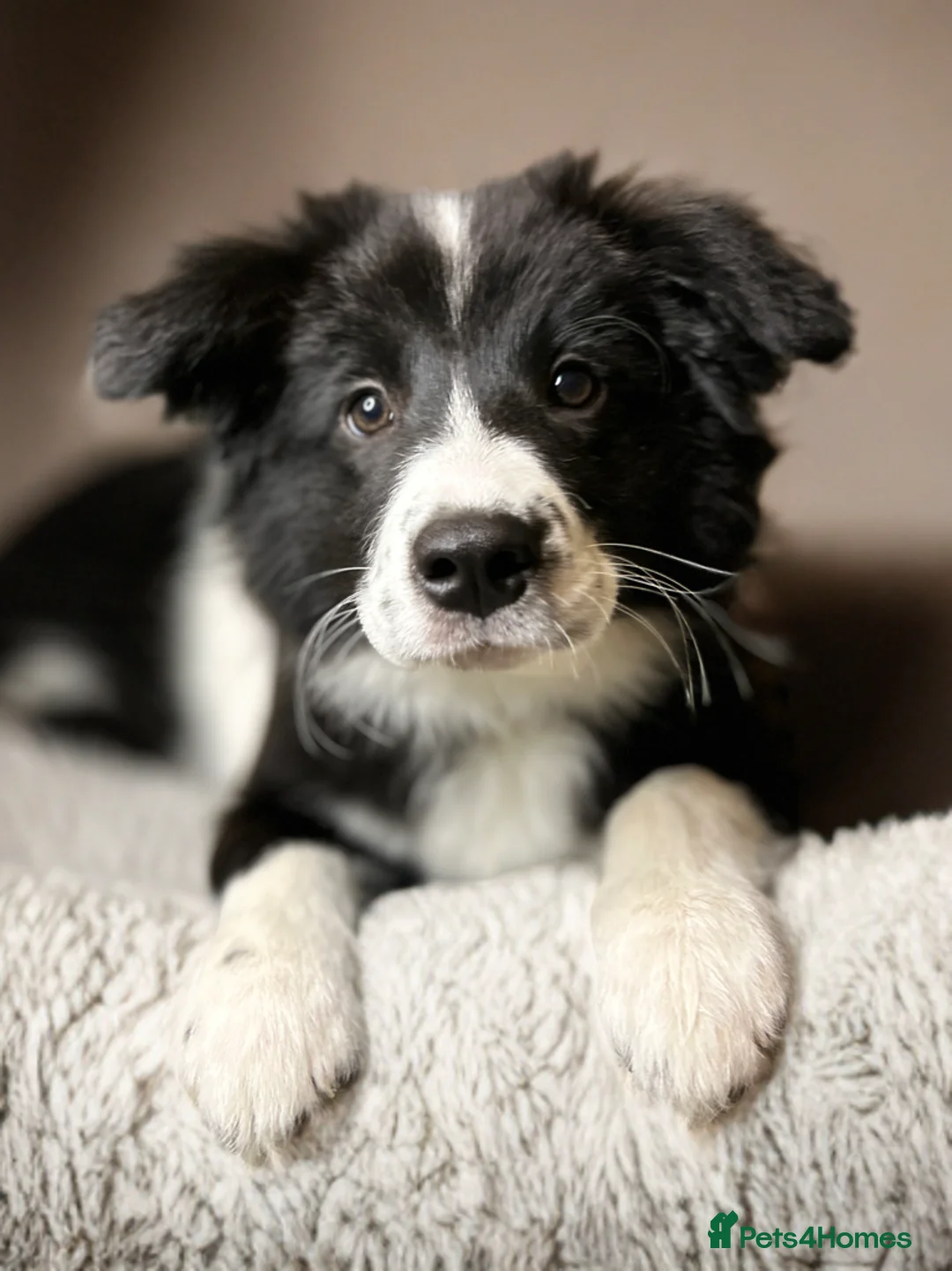 Border Collie dogs for sale: ❗️ LAST KC DNAtested champions❗️ready to go! - Advert 2