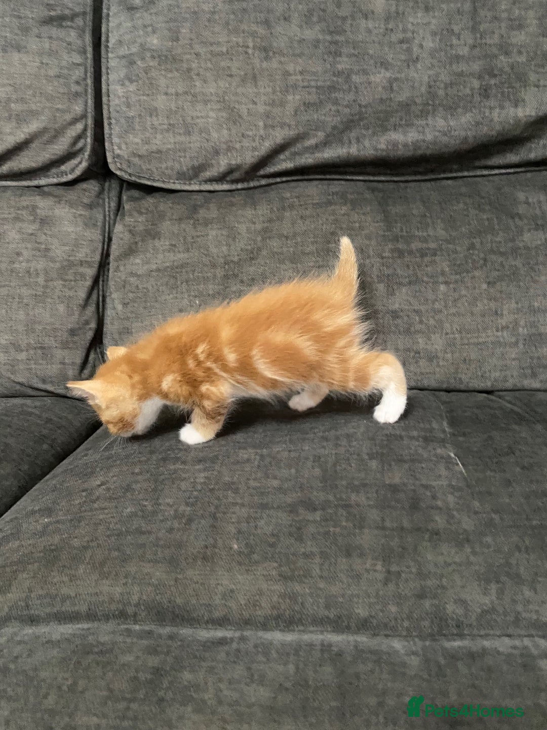 Mixed Breed cats for sale: Mixed kittens ready to go early december - Image 5