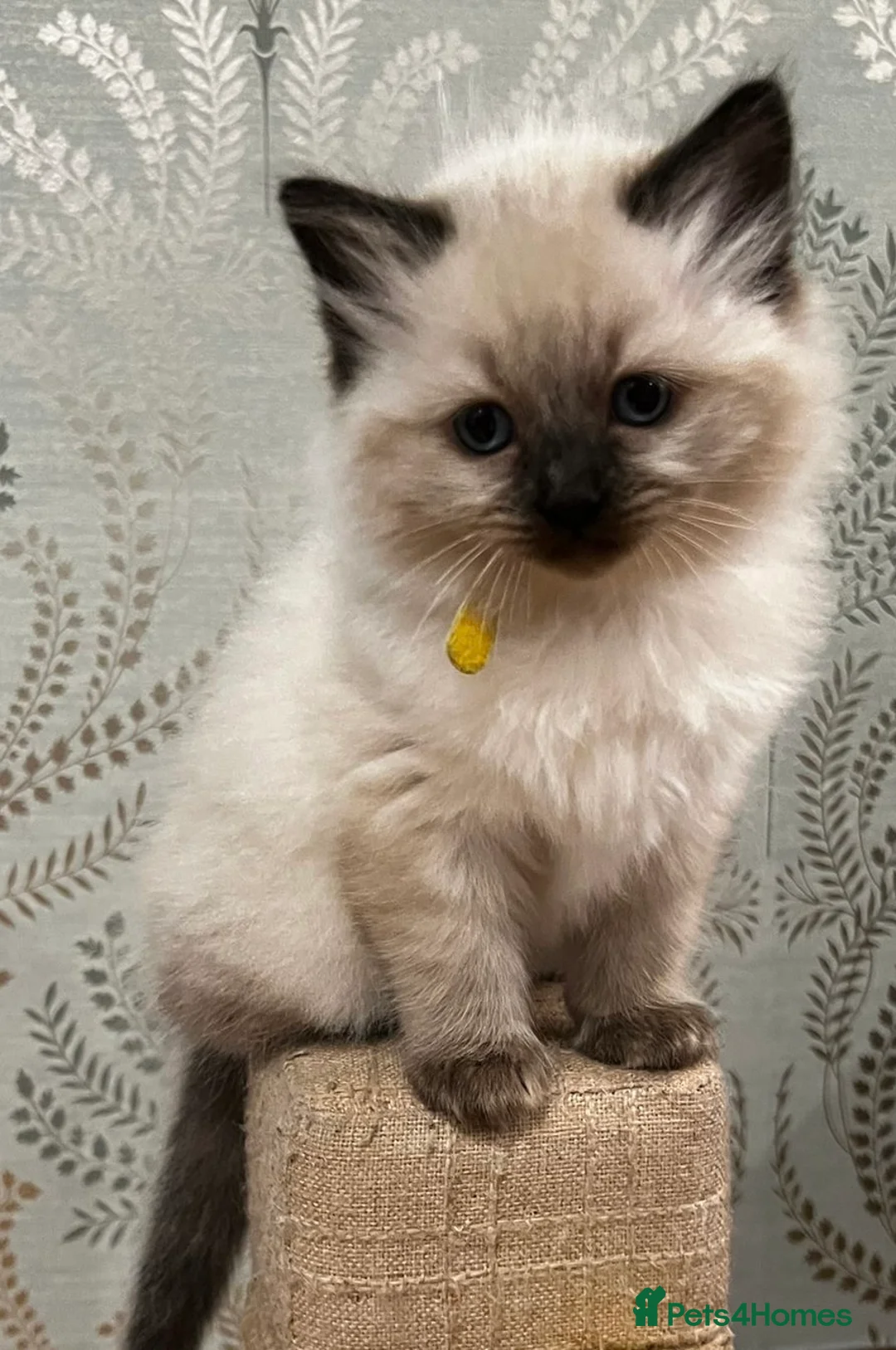 Ragdoll cats for sale: Ragdoll Kittens - Advert 21