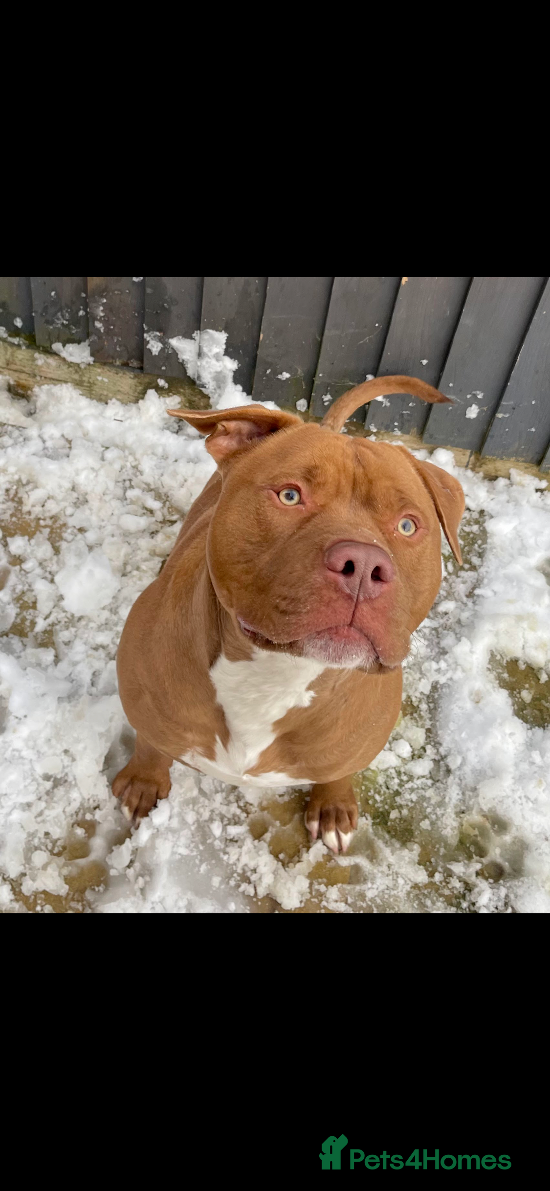 Mixed Breed dogs Staffordshire bull terrier  - Advert 5