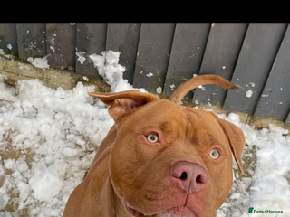 Mixed Breed dogs Staffordshire bull terrier - Advert 5