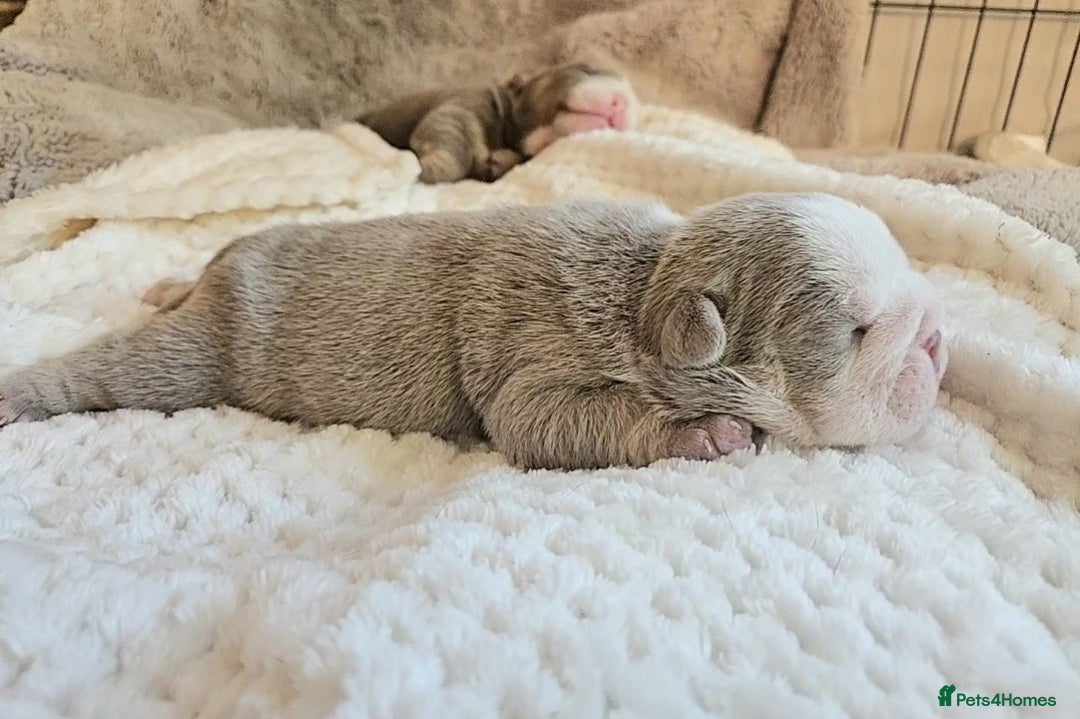 English Bulldog dogs for sale: Outstanding KC English Bulldogs, Top Quality Pups - Image 18