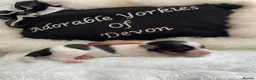 Yorkshire Terrier dogs for sale: Adorable Biewer Yorkshire Terriers - Advert 6