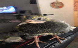 Pigeons birds for sale: Baby pidgin for sale  - Image 1