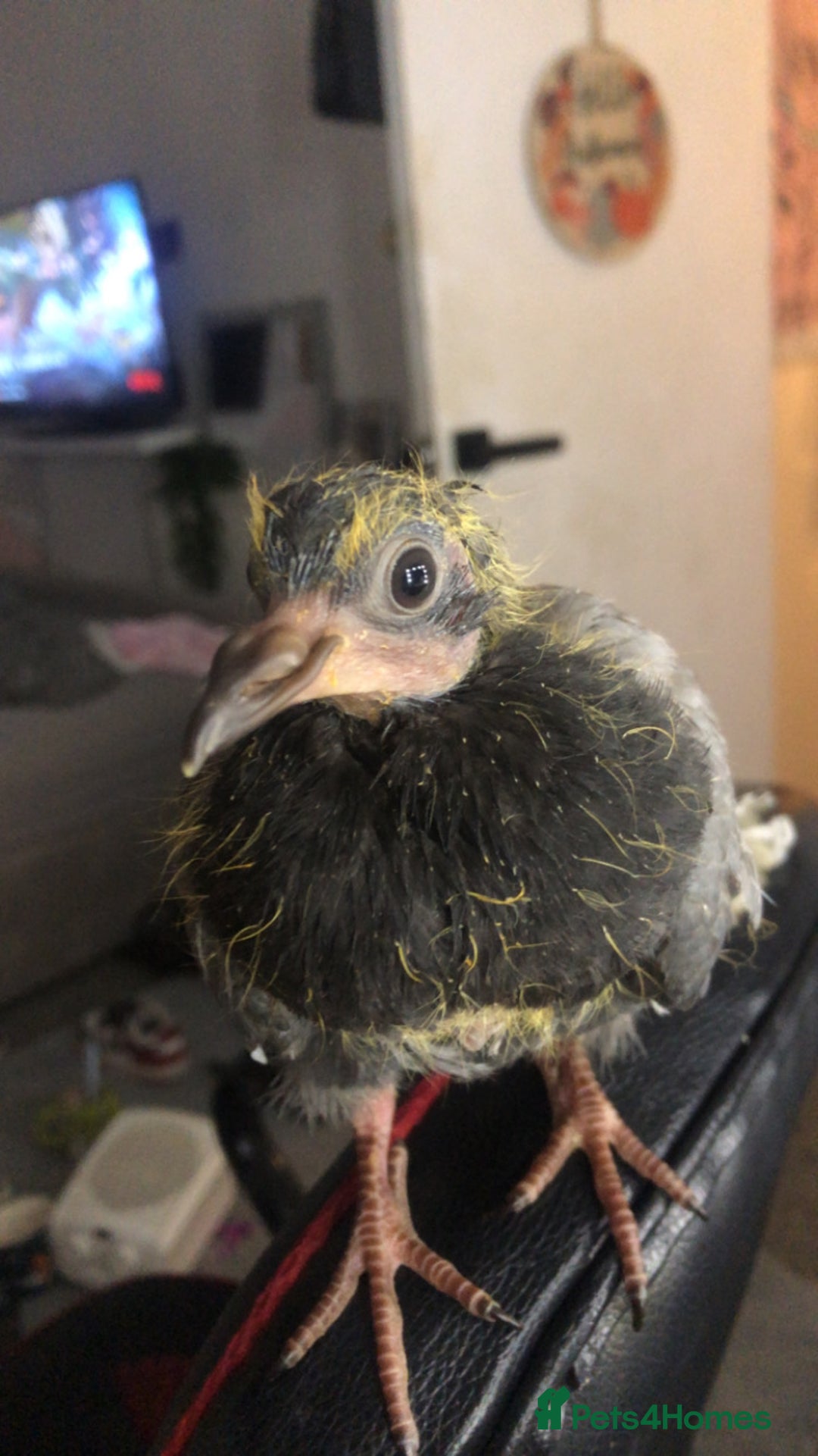 Pigeons birds for sale: Baby pidgin for sale  - Image 1