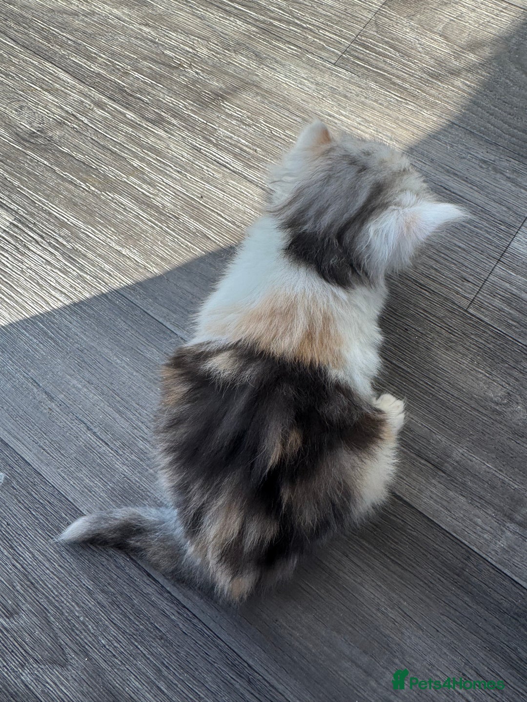 Persian cats for sale: Persian Kittens  - Image 4