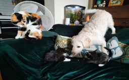 Mixed Breed cats for sale: Fluffy and short haired bundles of joy - Image 8