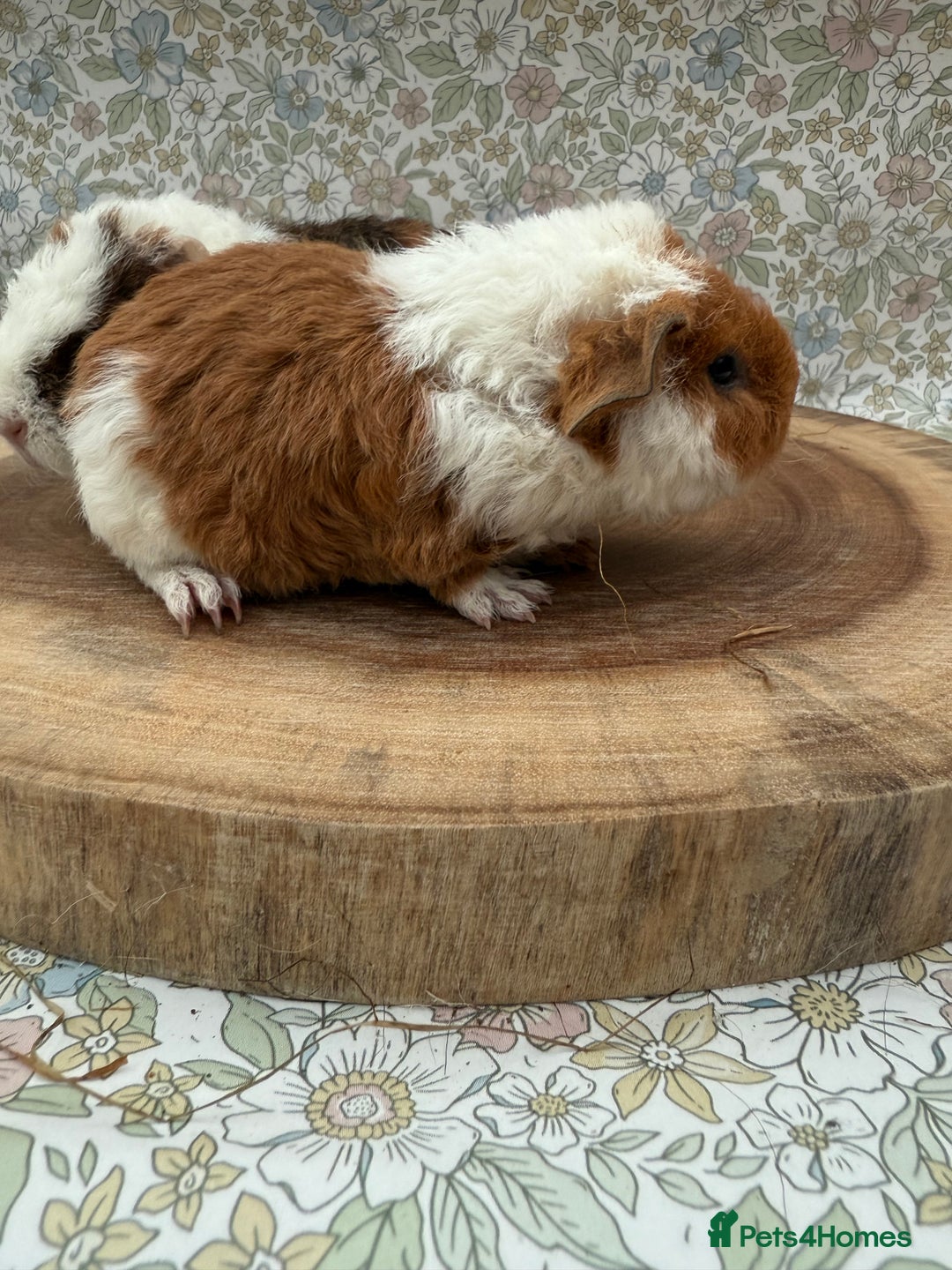 Guinea Pig rodents for sale: Teddy guinea pigs  - Advert 29