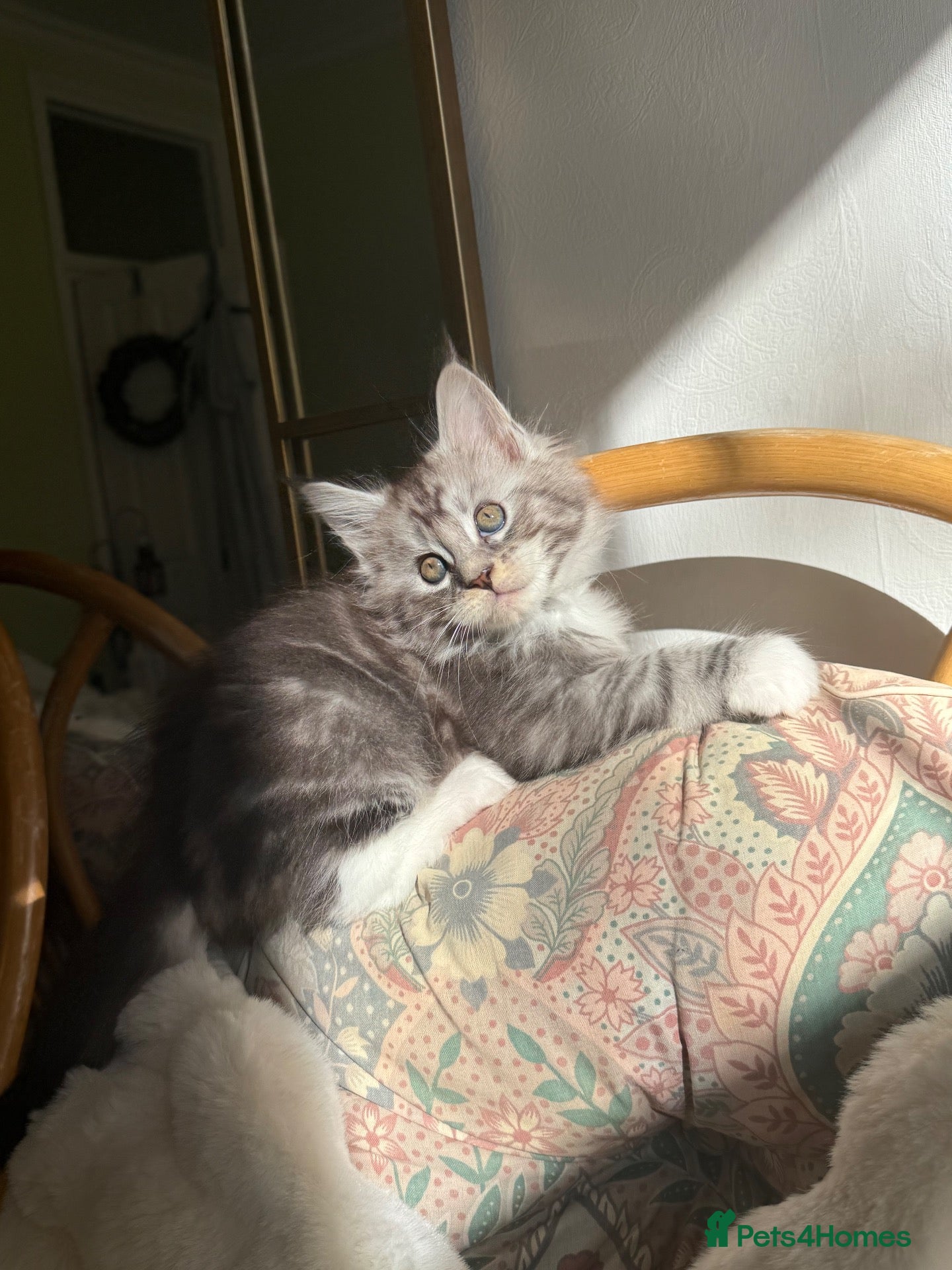 Maine Coon cats GCCF TICA 5 Gen Pedigree Champion Line Maine Coons - Advert 2