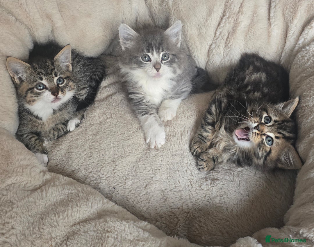 Maine Coon cats for sale: Adorable kittens mixed Maine Coon  - Image 1