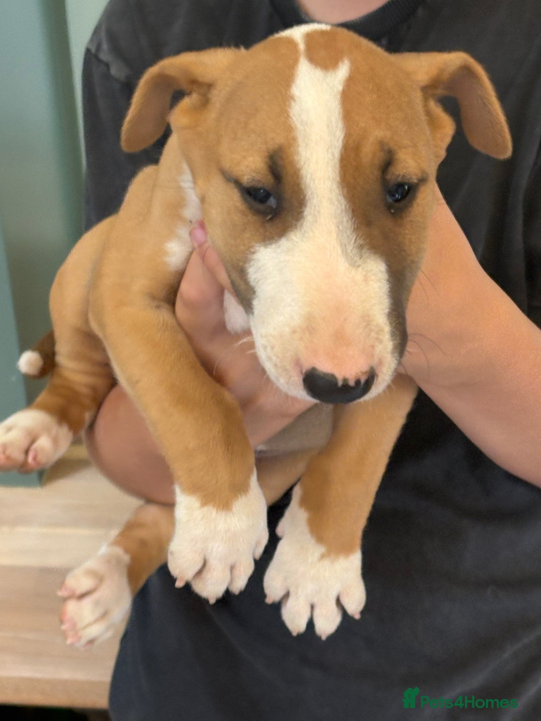 English Bull Terrier dogs for sale: Mr Chris Robinson  - Image 13