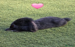 French Lop rabbits for sale: Giant French Lops - Image 2