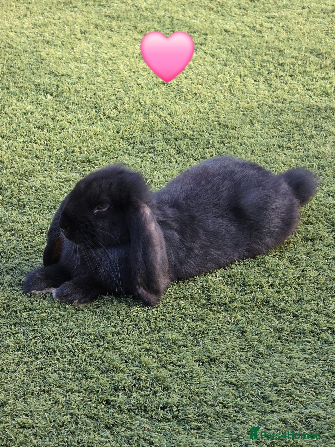 French Lop rabbits for sale: Giant French Lops - Image 2