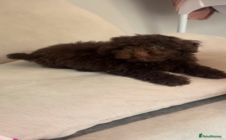 Toy Poodle dogs - Advert 6