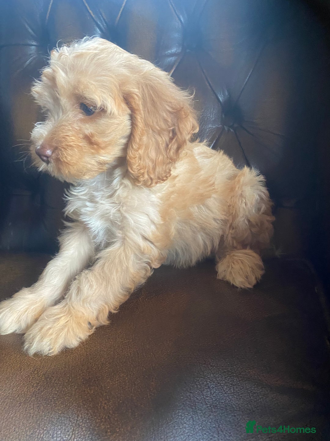 Cockapoo dogs for sale: Cockapoos  - Image 14