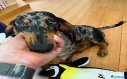 Dachshund dogs for sale: Female dog for sale  - Image 8