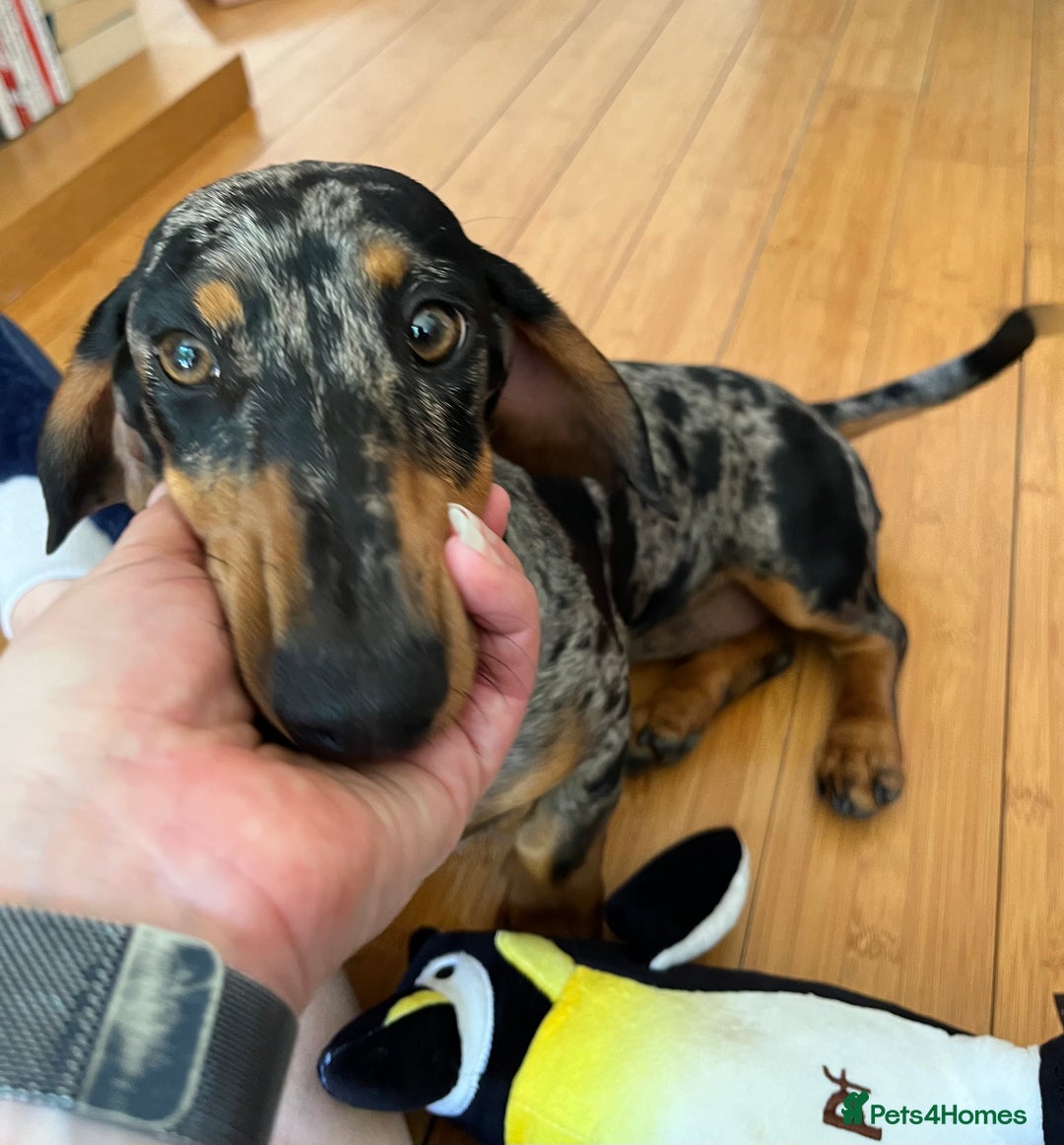 Dachshund dogs for sale: Female dog for sale  - Image 8
