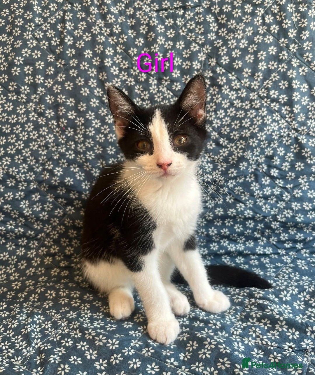 Mixed Breed cats 12 week old kittens  - Advert 8
