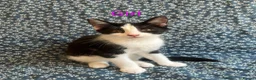 Mixed Breed cats for sale: 12 week old kittens  in Norwich - Advert 2