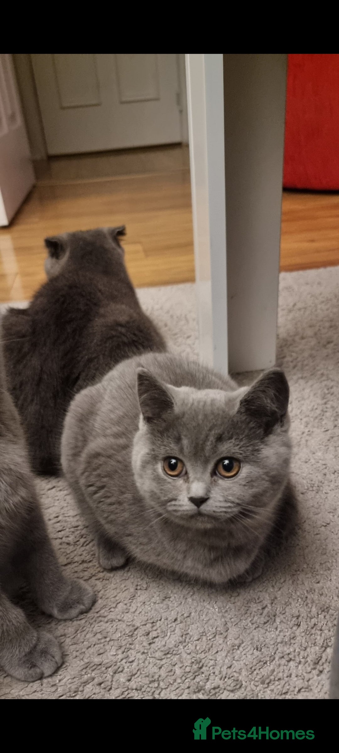 Scottish Fold cats for sale: Ready for new home 😻 - Image 6