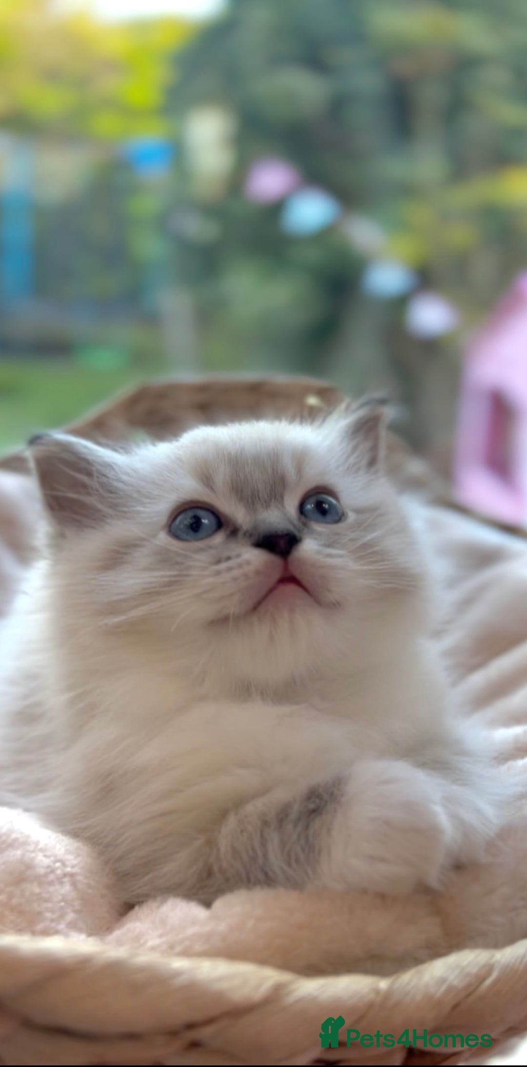 Ragdoll cats for sale: GCCF Registered. Grand Champion Bloodlines. - Advert 26