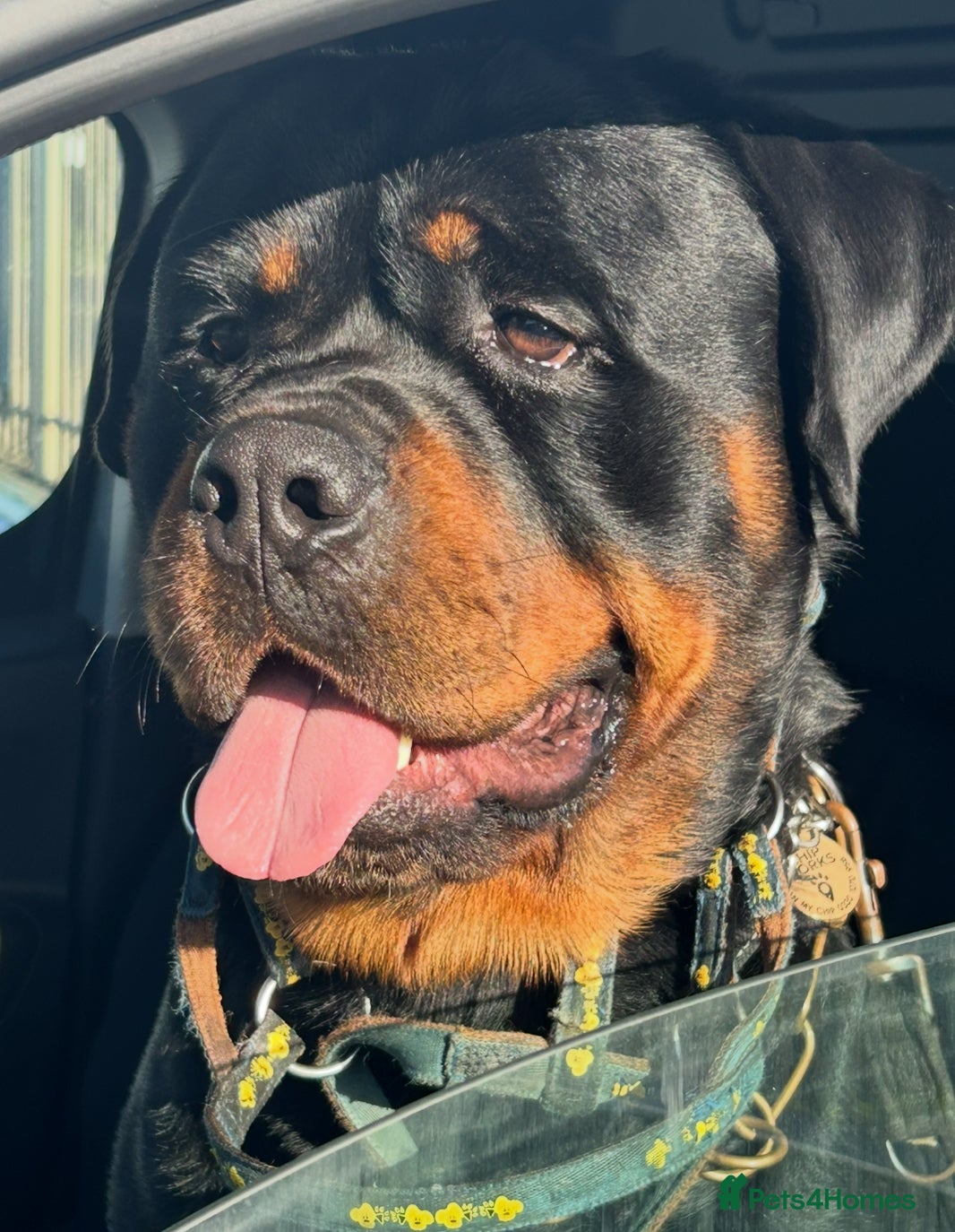 Rottweiler dogs Hector 60kg plus Rottweiler KC Reg  in Stanford-le-Hope - Advert 10