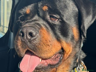 Rottweiler dogs Hector 60kg plus Rottweiler KC Reg in Stanford-le-Hope - Advert 3