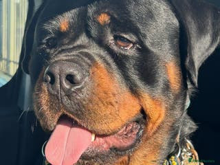 Rottweiler dogs Hector 60kg plus Rottweiler KC Reg in Stanford-le-Hope - Advert 3