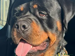 Rottweiler dogs Hector 60kg plus Rottweiler KC Reg in Stanford-le-Hope - Advert 5