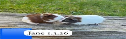 Guinea Pig rodents for sale: Gorgeous baby and young guinea pigs. Sheffield. - Advert 7