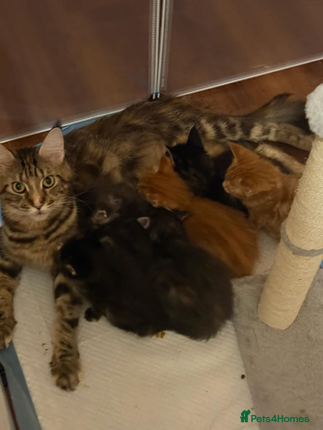 Maine Coon cats for sale: Fully registered Maine Coon kittens  - Advert 21