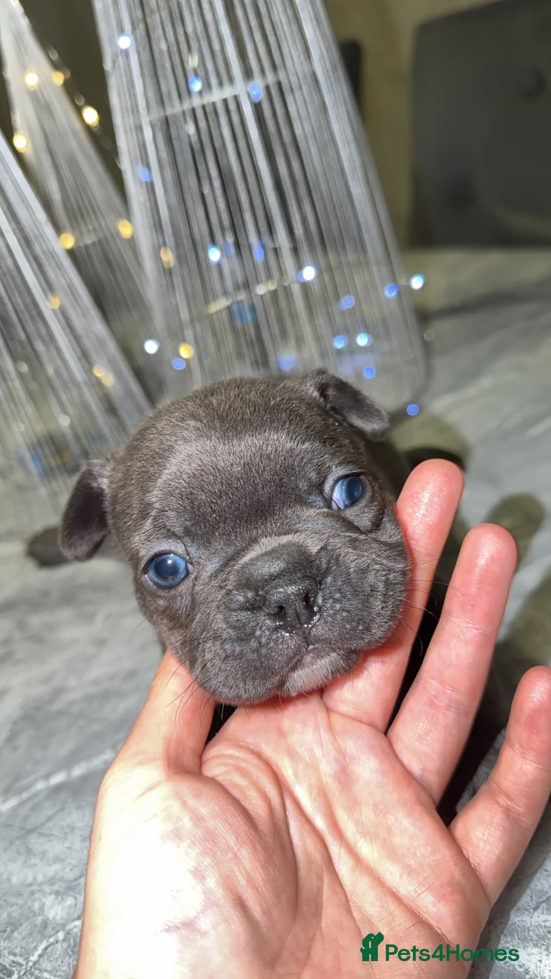 French Bulldog dogs for sale: Gorgeous Lilac, Pink Isabella, & Blue Frenchies - Advert 24
