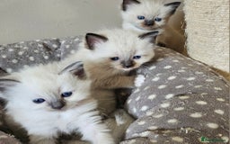 Ragdoll cats for sale: 7 beautiful fluffy Ragdoll cats.  - Image 38
