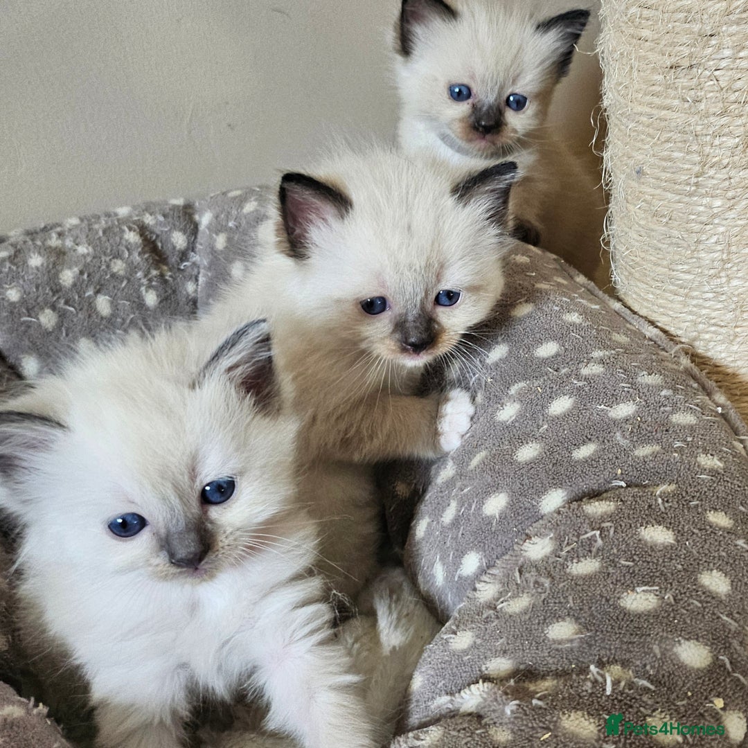 Ragdoll cats for sale: 7 beautiful fluffy Ragdoll cats.  - Image 38