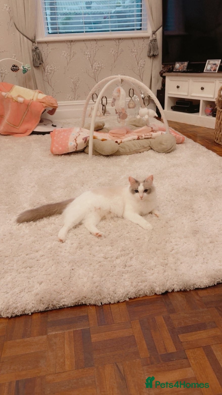 Ragdoll cats Ragdoll kittens  - Advert 1