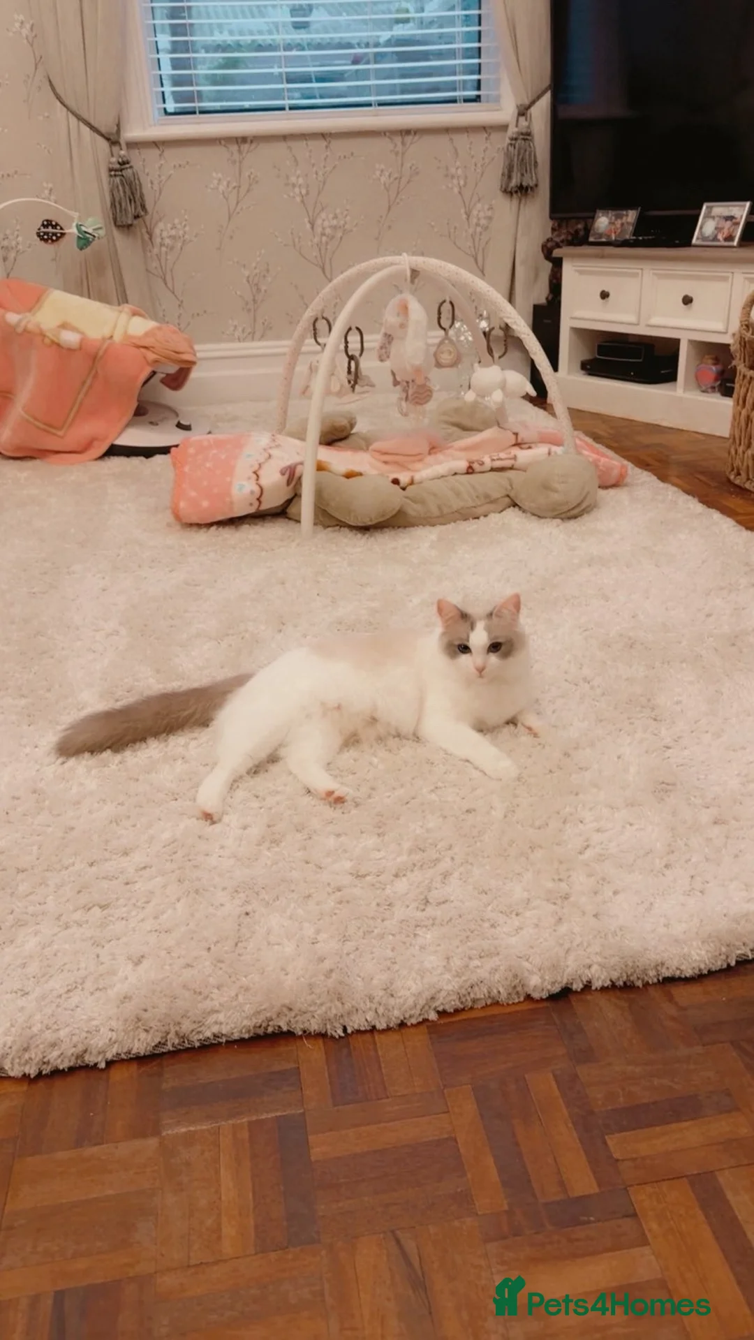 Ragdoll cats for sale: Ragdoll kittens  - Advert 1