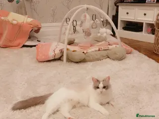 Ragdoll cats Ragdoll kittens - Advert 1