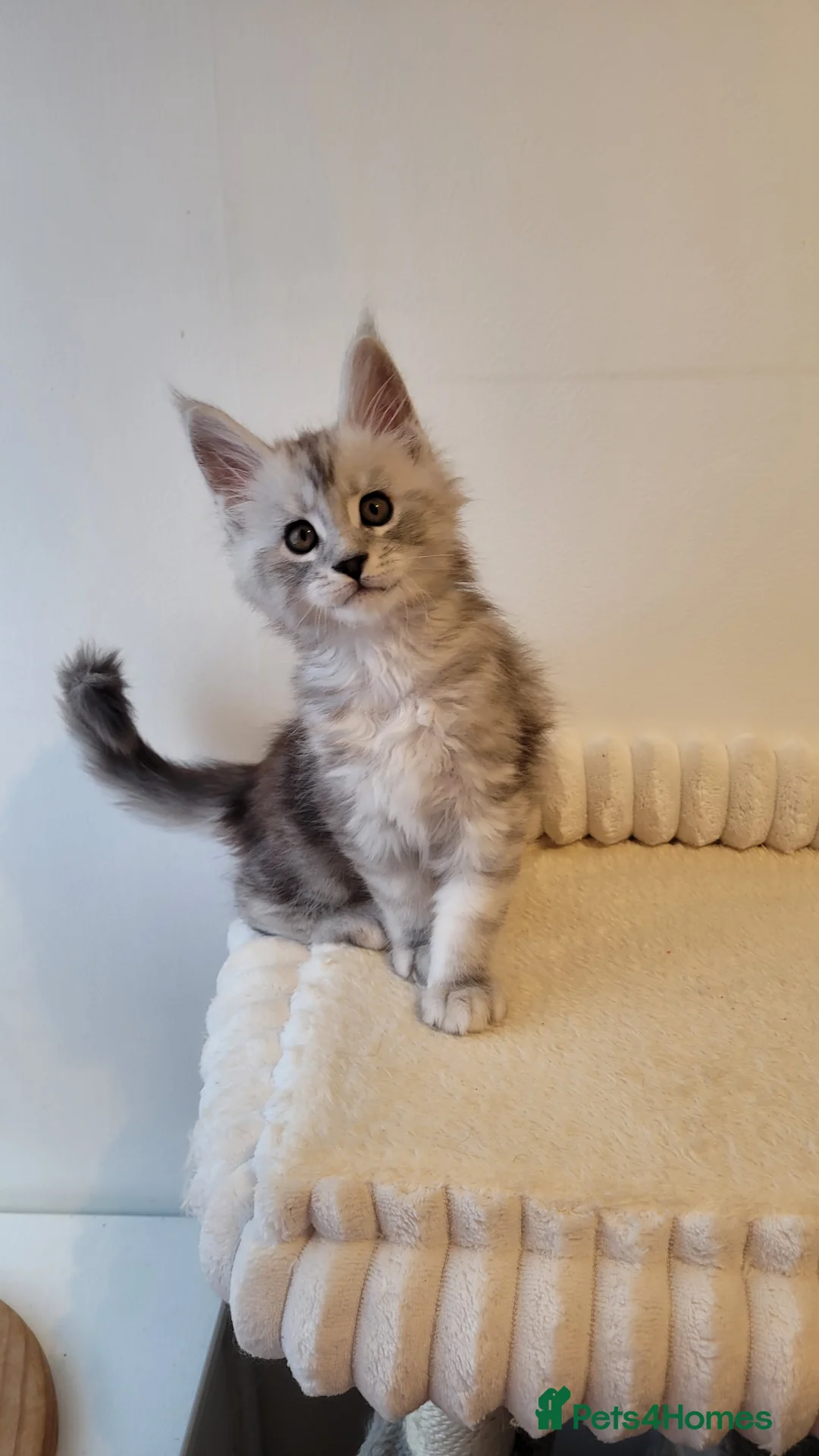 Maine Coon cats for sale: Tica registered Maine coon kittens  - Advert 25