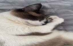 Mixed Breed cats for sale: Beautiful cross breed ragdoll/domestic cat - Image 4