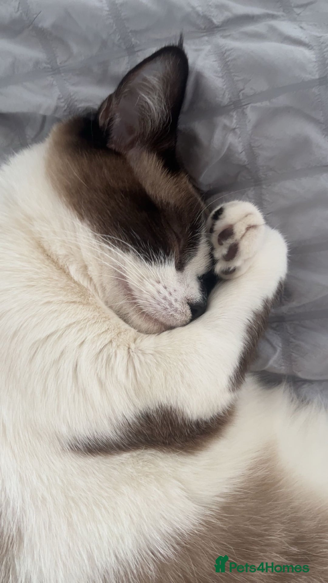 Mixed Breed cats for sale: Beautiful cross breed ragdoll/domestic cat - Image 4