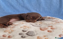 Dachshund dogs for sale: dachshund puppies  - Image 3